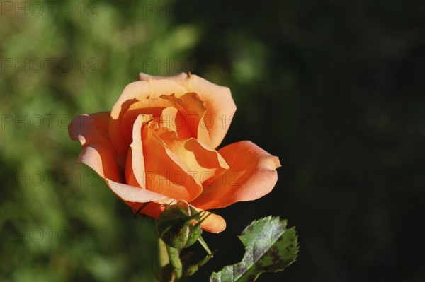 Rose (Rosa sp.), orange blossom in a garden, Wilnsdorf, North Rhine-Westphalia, Germany