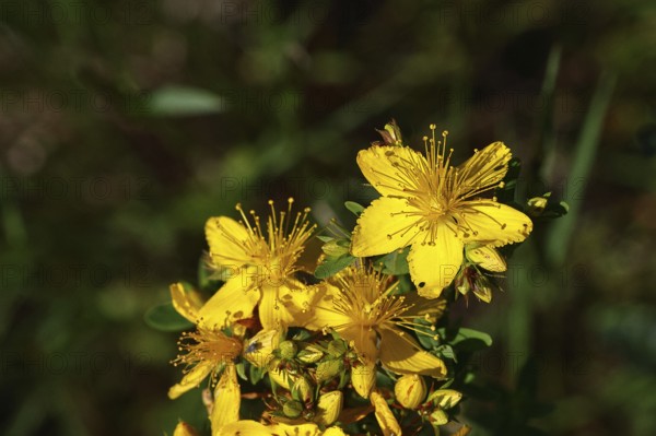 Common St John's wort (Hypericum perforatum), spotted St John's wort or common St John's wort (Hypericum perforatum), medicinal plant, flowering, Wilnsdorf, North Rhine-Westphalia, Germany