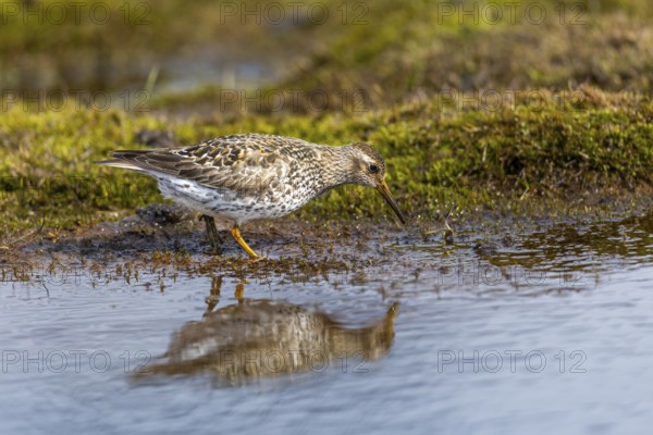 Black-legged stint (Calidris maritima) foraging, Aventdalen, Longyearbyen, Spitsbergen, Svalbard