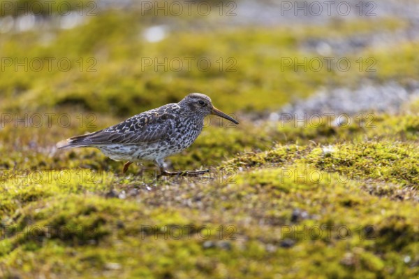 Sandpiper (Calidris) looking for food, Aventdalen, Longyearbyen, Spitsbergen, Svalbard