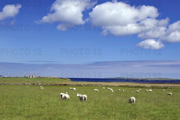 Sheep grazing in a pasture with a view of the sea and blue sky, Pierowal, Westray, Orkney Islands, Scotland, United Kingdom