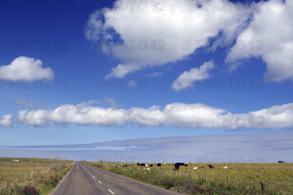 Rural road with cows under blue sky and clouds, Pierowal, Westray, Orkney Islands, Scotland, United Kingdom
