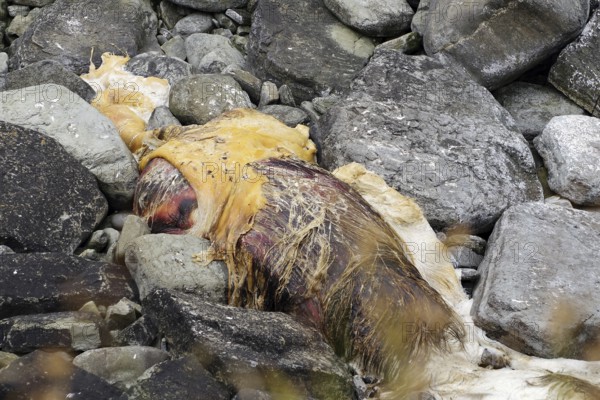 Decaying carcass surrounded by stones on the beach, dead whale, Pierowal, Westray, Orkney Islands, Scotland, Great Britain