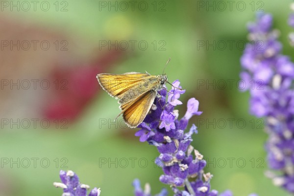 Large skipper (Ochlodes venatus), collecting nectar from a flower of Common lavender (Lavandula angustifolia), close-up, macro photograph, Wilnsdorf, North Rhine-Westphalia, Germany