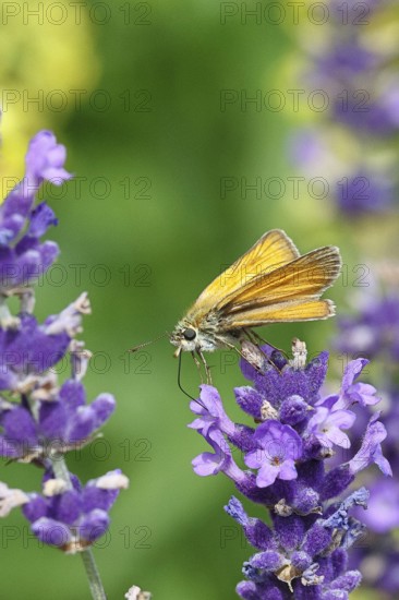 Large skipper (Ochlodes venatus), collecting nectar from a flower of Common lavender (Lavandula angustifolia), close-up, macro photograph, Wilnsdorf, North Rhine-Westphalia, Germany