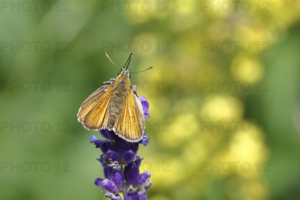 Large skipper (Ochlodes venatus), collecting nectar from a flower of Common lavender (Lavandula angustifolia), nice bokeh in the background, wildlife, insects, butterflies, butterfly, close-up, macro shot, Wilnsdorf, North Rhine-Westphalia, Germany