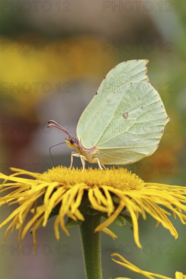 Lemon butterfly (Gonepteryx rhamny) on a yellow flower of a Great Telekie (Telekia speciosa), Wilnsdorf, North Rhine-Westphalia, Germany