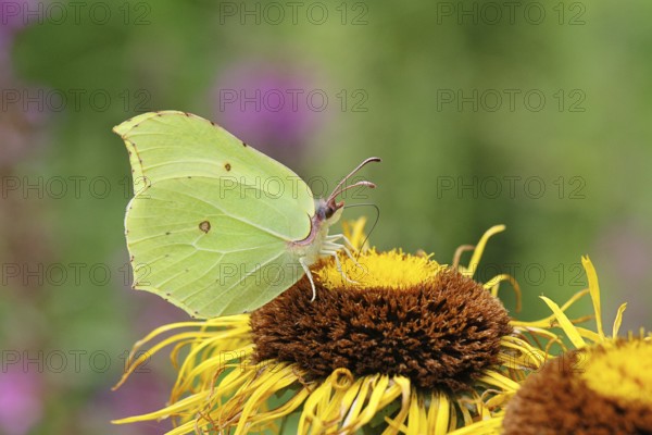 Lemon butterfly (Gonepteryx rhamny) on a yellow flower of a Great Telekie (Telekia speciosa), Wilnsdorf, North Rhine-Westphalia, Germany