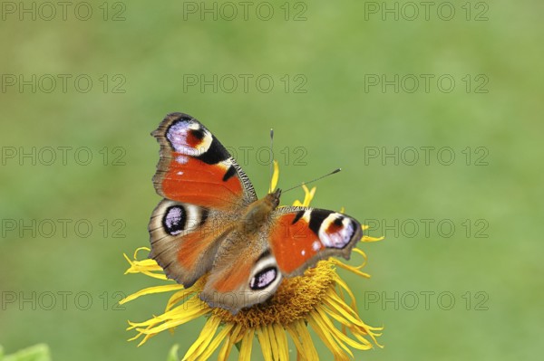 Peacock butterfly (Aglais io), on a yellow flower of a Great Telekie (Telekia speciosa), Wilnsdorf, North Rhine-Westphalia, Germany