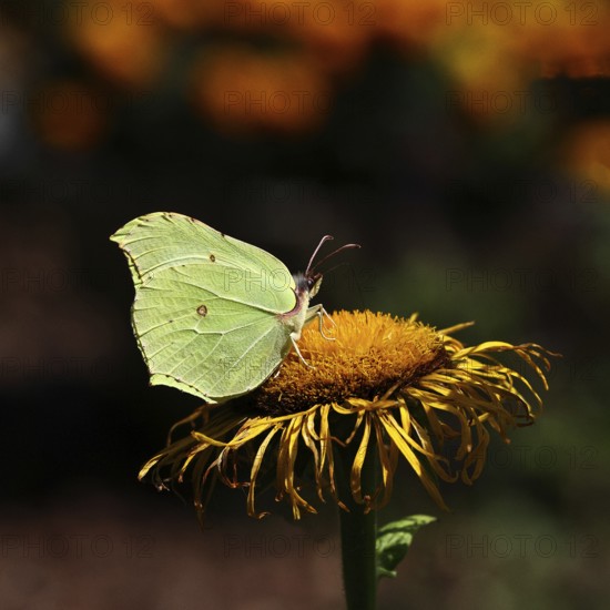 Lemon butterfly (Gonepteryx rhamny) on a yellow flower of a Great Telekie (Telekia speciosa), dark background, Wilnsdorf, North Rhine-Westphalia, Germany