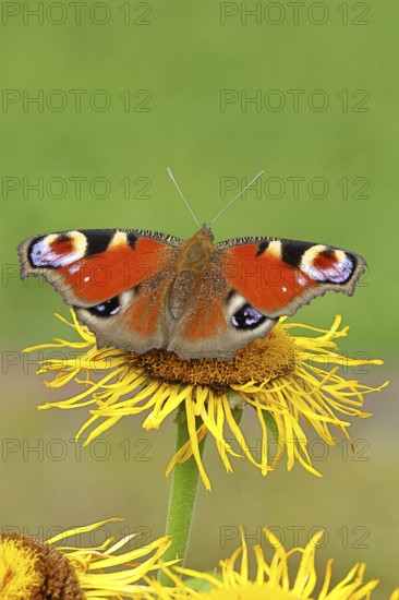 Peacock butterfly (Aglais io), on a yellow flower of a Great Telekie (Telekia speciosa), Wilnsdorf, North Rhine-Westphalia, Germany