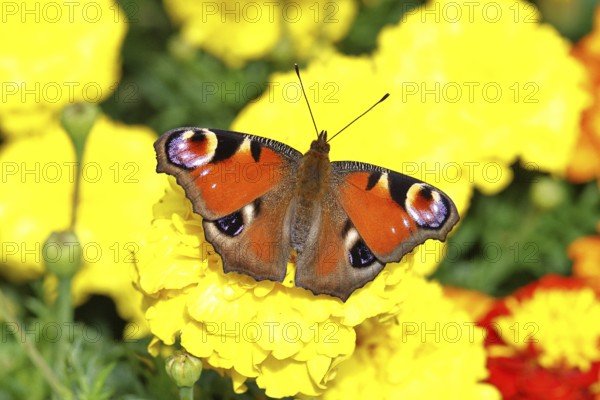 Peacock butterfly (Aglais io), on Tagetes erecta, Wilnsdorf, North Rhine-Westphalia, Germany
