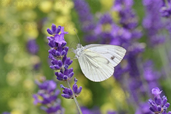 A Cabbage butterfly (Pieris brassicae) sucking nectar on the flower of true lavender (Lavandula angustifolia), in a natural environment in the wild, nice bokeh in the background, wildlife, insects, butterflies, butterflies, Wilnsdorf, North Rhine-Westphalia, Germany