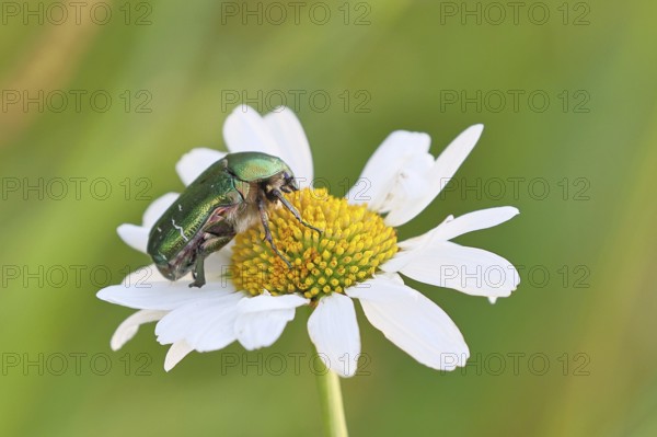 Rose chafer (Cetonia aurata), on a flower of a daisy (Leucanthemum vulgare) in a meadow, close-up, macro, Wilnsdorf, North Rhine. Westphalia, Germany, Wilnsdorf, North Rhine-Westphalia, Germany