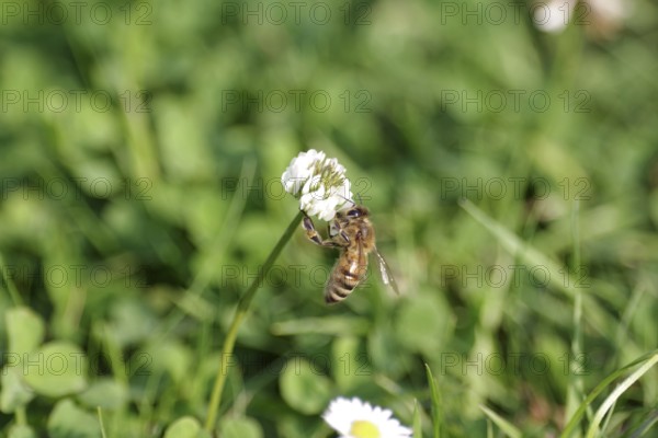 Western honey bee (Apis mellifera), clover, close-up, nectar, Germany, The bee sits in the meadow on a clover flower and collects nectar