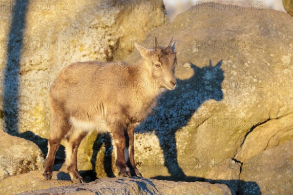 A female ibex (Capra ibex) stands on a rock in the warm evening light. Her shadow can be seen on the rock behind her. Carinthia, Austria