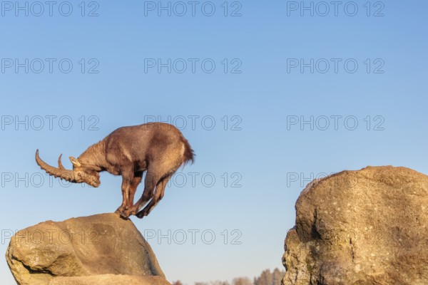 A male ibex (Capra ibex) leaps from rock to rock in the warm evening light. A blue sky can be seen in the background. Carinthia, Austria