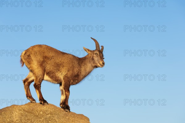 A female ibex (Capra ibex) stands on a rock in the warm evening light. A blue sky can be seen in the background. Carinthia, Austria