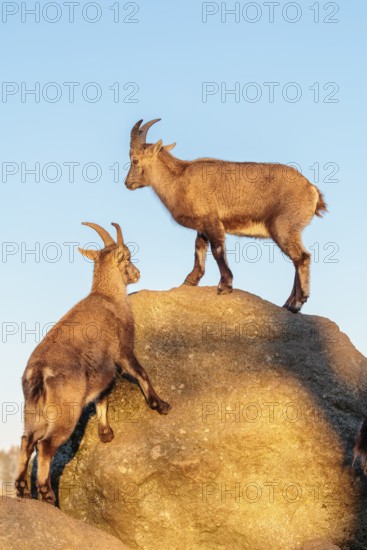 Two female ibex (Capra ibex) stand on a rock in the warm evening light. A blue sky can be seen in the background. Carinthia, Austria