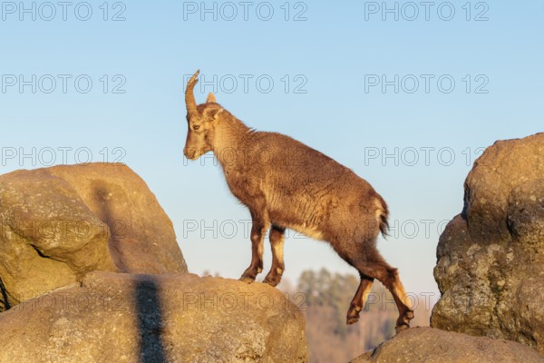 A female ibex (Capra ibex) walks over rocks in the warm evening light. A blue sky can be seen in the background. Carinthia, Austria