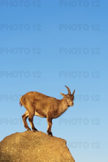 A female ibex (Capra ibex) stands on a rock in the warm evening light. A blue sky can be seen in the background. Carinthia, Austria