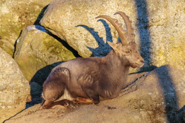 A male ibex (Capra ibex) rests on a rock in the warm evening light. Carinthia, Austria