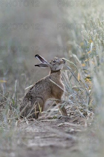 The hare likes it... Brown hare (Lepus europaeus) eats, nibbles from ripe wheat shortly in front of the harvest, funny animal pictures, native nature, Lower Rhine, North Rhine-Westphalia, Rhineland, Germany, Western Europe