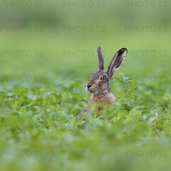 Hello, who is this... European hare (Lepus europaeus), hare sits in a field, on a field, looks around suspiciously, but brightly mischievous, funny animal picture, native nature, Lower Rhine, North Rhine-Westphalia, Rhineland, Germany, Western Europe