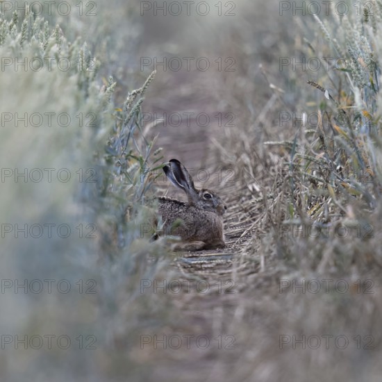 Quite cosy... European hare (Lepus europaeus), hare resting well hidden in a lane in a wheat field, native nature, typical picture, Lower Rhine, North Rhine-Westphalia, Rhineland, Germany, Western Europe