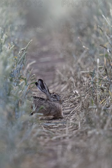 Quite cosy... European hare (Lepus europaeus), hare resting well hidden in a lane in a wheat field, native nature, typical picture, Lower Rhine, North Rhine-Westphalia, Rhineland, Germany, Western Europe