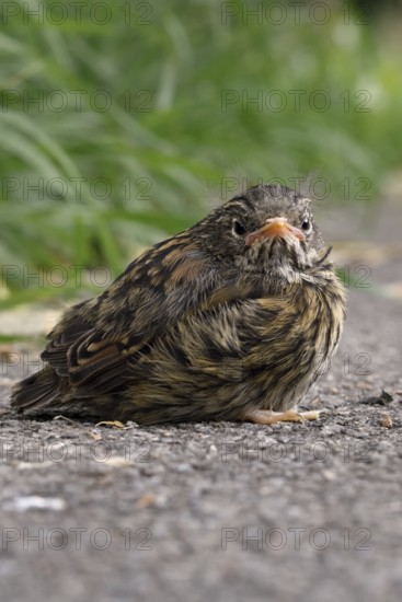 Fledgling... Dunnock (Prunella modularis), not yet fledged chick has left nest, sits seemingly lonely and abandoned at the roadside, but is still cared for by the adult birds, native nature, Lower Rhine, North Rhine-Westphalia, Rhineland, Germany, Western Europe