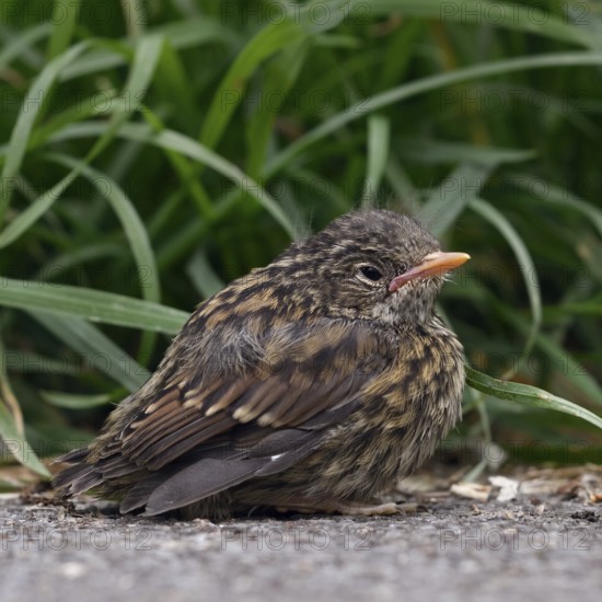Nestling... Dunnock (Prunella modularis), not yet fledged chick, helpless looking young bird at the roadside, being fed and cared for by the adult birds, native nature, Lower Rhine, North Rhine-Westphalia, Rhineland, Germany, Western Europe