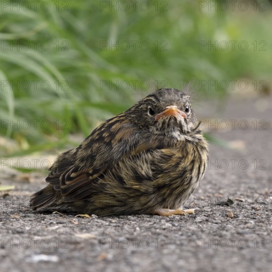 Fledgling... Dunnock (Prunella modularis), not yet fledged chick has left nest, sits seemingly lonely and abandoned at the roadside, but is still cared for by the adult birds, native nature, Lower Rhine, North Rhine-Westphalia, Rhineland, Germany, Western Europe