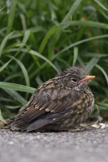 Nestling... Dunnock (Prunella modularis), not yet fledged chick, helpless looking young bird at the roadside, being fed and cared for by the adult birds, native nature, Lower Rhine, North Rhine-Westphalia, Rhineland, Germany, Western Europe