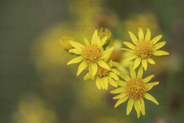 St James' ragwort (Jacobaea vulgaris), Emsland, Lower Saxony, Germany