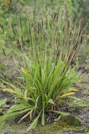 Ribwort plantain (Plantago lanceolata), Emsland, Lower Saxony, Germany