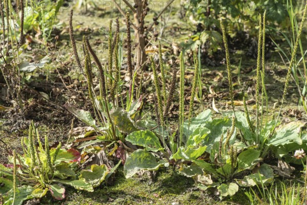 Broadleaf plantain (Plantago major), Emsland, Lower Saxony, Germany