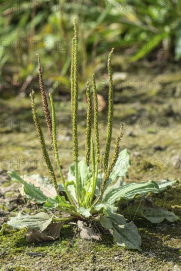 Broadleaf plantain (Plantago major), Emsland, Lower Saxony, Germany
