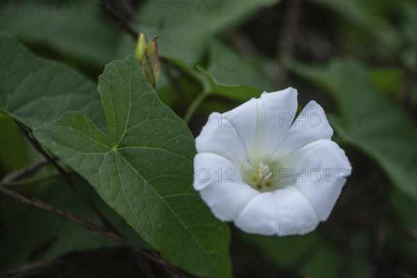 Fence bindweed (Calystegia sepium), Emsland, Lower Saxony, Germany