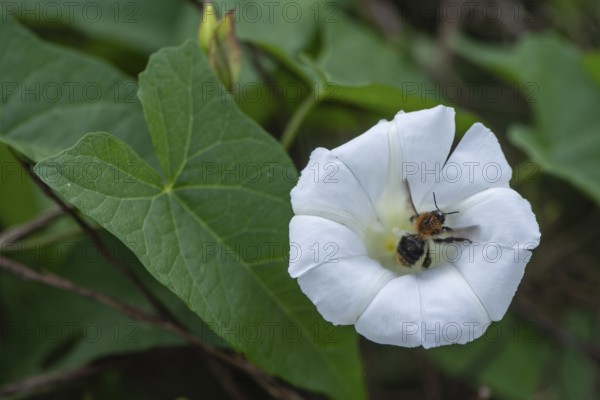 Fence bindweed (Calystegia sepium) with meadow bumblebee (Bombus pratorum), Emsland, Lower Saxony, Germany