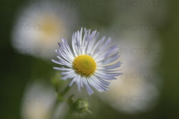 Annual fireweed (Erigeron annuus), Emsland, Lower Saxony, Germany
