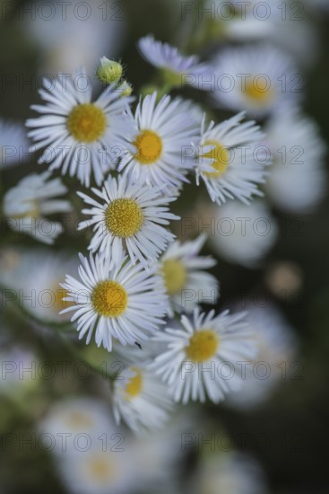 Annual fireweed (Erigeron annuus), Emsland, Lower Saxony, Germany