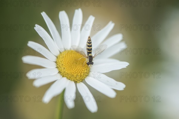 Annual fireweed (Erigeron annuus) with hoverfly, Emsland, Lower Saxony, Germany