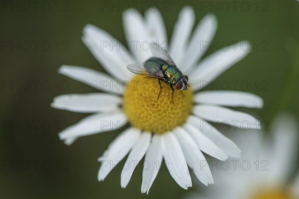 Annual fireweed (Erigeron annuus) with maggot fly (Lucilia sericata), Emsland, Lower Saxony, Germany
