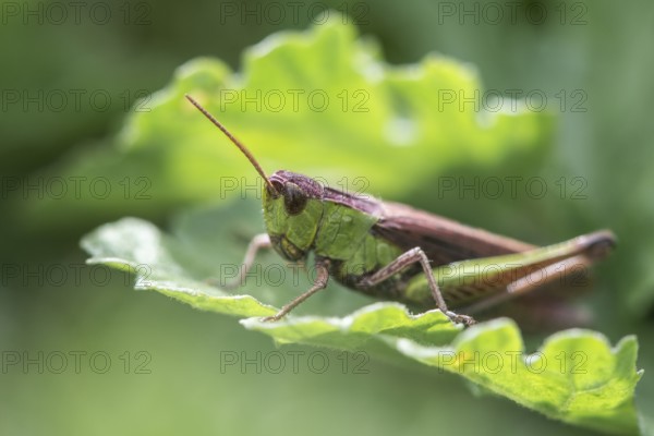 Common Green Grasshopper (Omocestus viridulus), Emsland, Lower Saxony, Germany