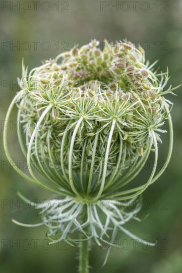 Wild carrot (Dauca carota), seed head, Emsland, Lower Saxony, Germany