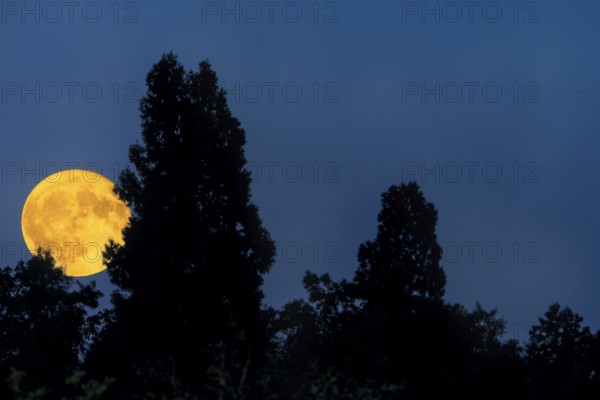 The full moon shines out from behind dark treetops in the night sky, Baden-Württemberg, Germany