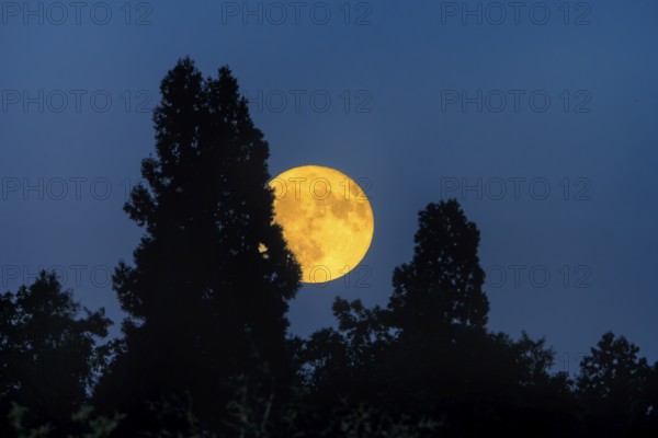 The full moon appears brightly behind the silhouettes of dark trees in the night sky, Baden-Württemberg, Germany