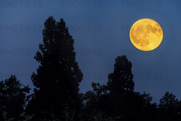 A yellow full moon illuminates the night above silhouetted trees, Baden-Württemberg, Germany