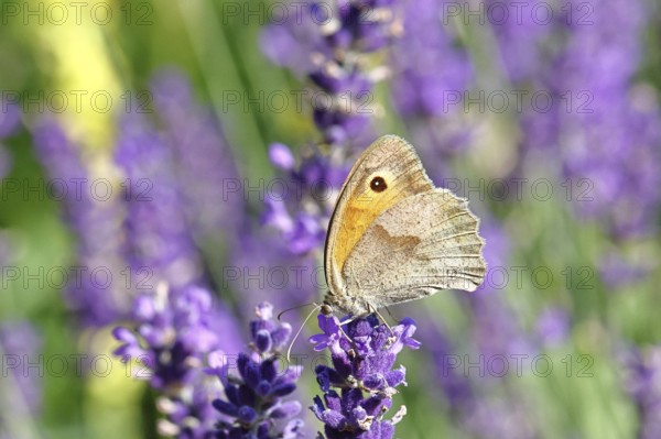 Meadow Brown (Maniola jurtina), on a lavender flower (Lavandula angustifolia), macro photograph, Wilnsdorf, North Rhine-Westphalia, Germany